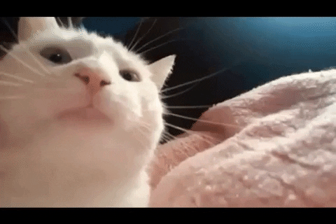 giphy (20)