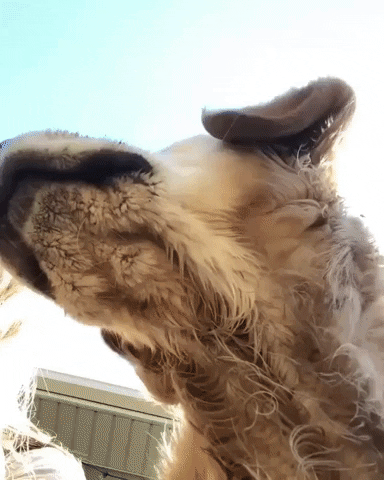 giphy (3)